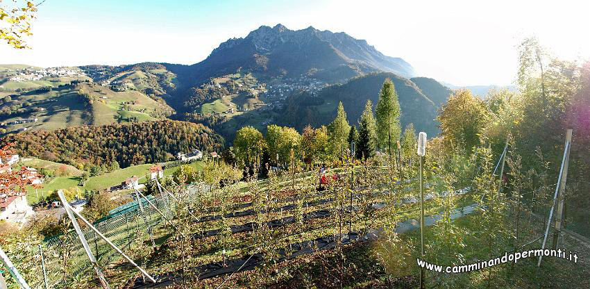 09 12895 Piantagione di Mele di Stefano a Zorzone.jpg